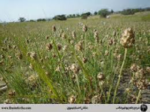  اثر اقليمي – خاكي بر مبناي محصول بذر اسفرزه ،بارهنگ و پسيليوم