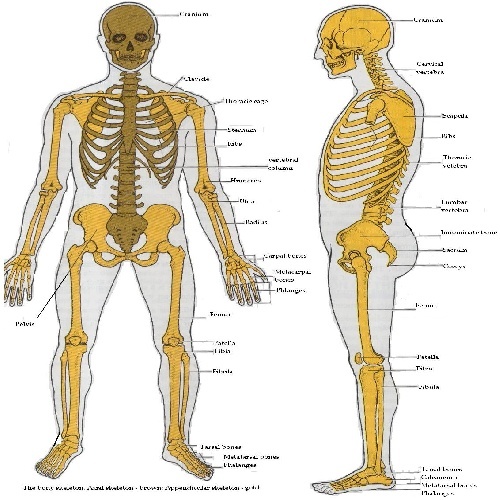  پاورپوینت کامل و جامع با عنوان استخوان بندی و اسکلت بدن انسان در 108 اسلاید