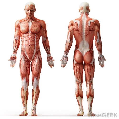 دانلود فایل پاورپوینت کامل و جامع با عنوان سیستم عضلانی بدن انسان در 151 اسلاید