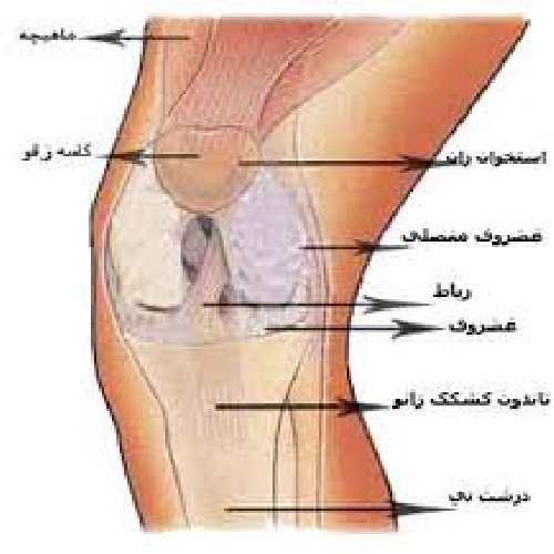  مقاله ای  کامل در مورد غضروف