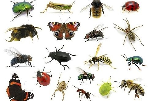 دانلود فایل دانلود پاورپوینت مبارزه با حشرات و جوندگان در مهدهای کودک